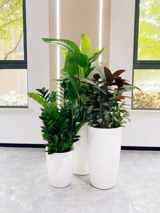 优质服务加持，北仑盆景租摆，装点美好环境！